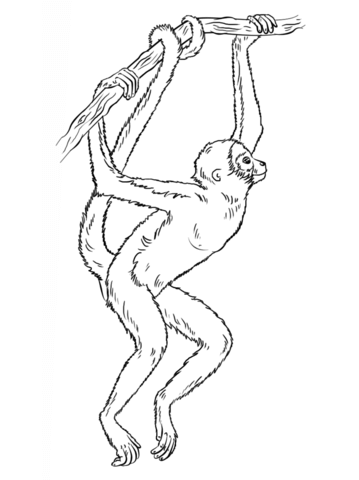 Spider Monkey Hanging Coloring Page